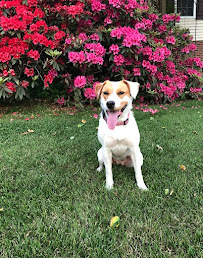 Fluffy & Frolic Pet Sitting and Dog Walking - Photo 9 - Car repair in , Charlotte