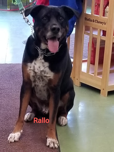 Pet Supply Store «Animal Krackers Inc», reviews and photos, 232 Main St, Gloucester, MA 01930, USA