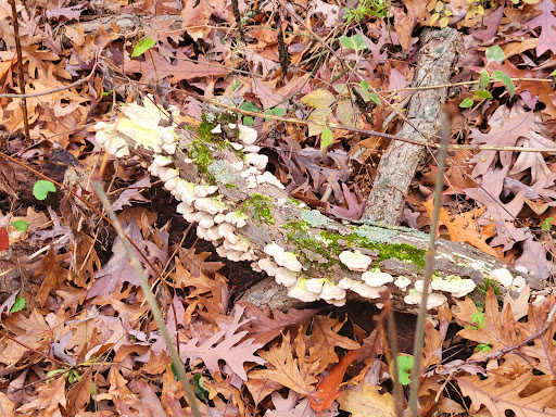 Nature Preserve «Hickory Creek Preserve», reviews and photos, Wolf Rd, Mokena, IL 60448, USA