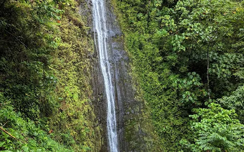 Manoa Falls image