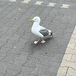 Photo n°1 de l'avis de Michael.i fait le 20/06/2023 à 09:38 sur le  Restaurant & Café Strandcafé an der Strandpromenade à Mönchgut