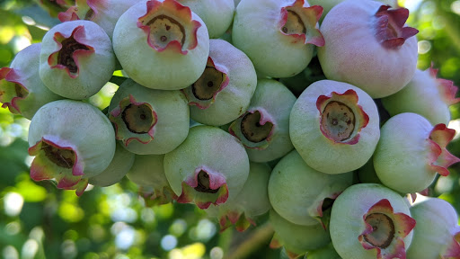 Family Restaurant «Blueberry Hills Farm», reviews and photos, 1315 Washington St, Manson, WA 98831, USA