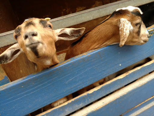 Childrens Farm «Best Long Island Pumpkin Picking», reviews and photos, 250 Old Country Rd, Melville, NY 11747, USA