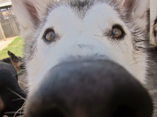 Kennel «Albany Pet Hotel», reviews and photos, 615 SE Madison St, Albany, OR 97321, USA