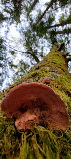 Public Golf Course «White River Disc Golf Course», reviews and photos, 2401 Stuck River Dr, Auburn, WA 98092, USA