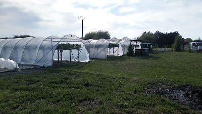 Les Fraises de Riatus à Angeac-Champagne
