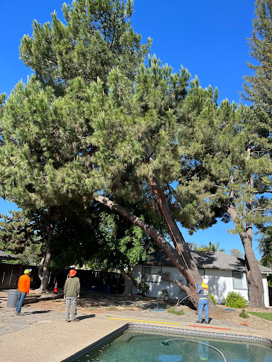 Tree service Fresno
