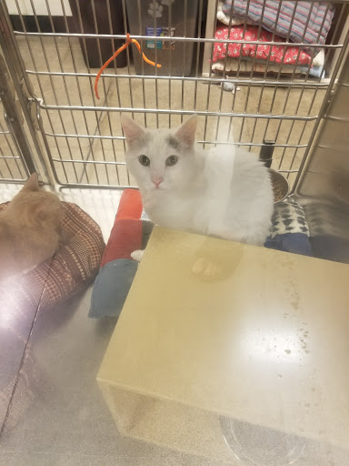 Pet Supply Store «PetSmart», reviews and photos, 7290 W Bell Rd, Glendale, AZ 85308, USA