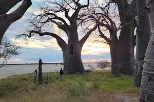 Baines Baobabs image