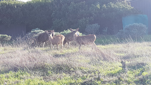 Golf Course «Sea Ranch Golf Links», reviews and photos, 42000 CA-1, Sea Ranch, CA 95497, USA