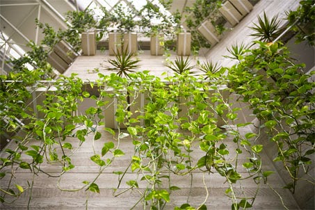 Reviews of Ambius Indoor Plants Wellington in Paraparaumu - Interior designer