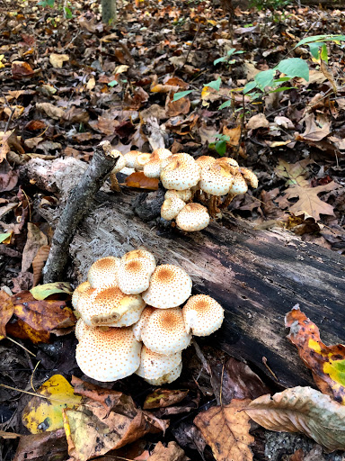 Nature Preserve «White Clay Creek State Park Nature Center», reviews and photos, 1475 Creek Rd, Newark, DE 19711, USA