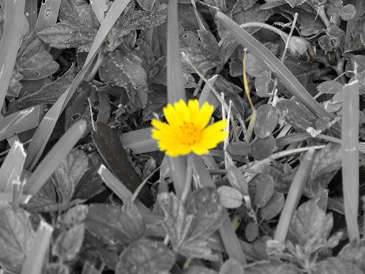 Park «Coral Reef Park», reviews and photos, 7895 SW 152nd St, Palmetto Bay, FL 33157, USA