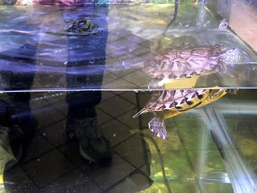 Pet Store «Petland Discounts - Kissena Blvd», reviews and photos, 71-8 Kissena Blvd, Flushing, NY 11367, USA