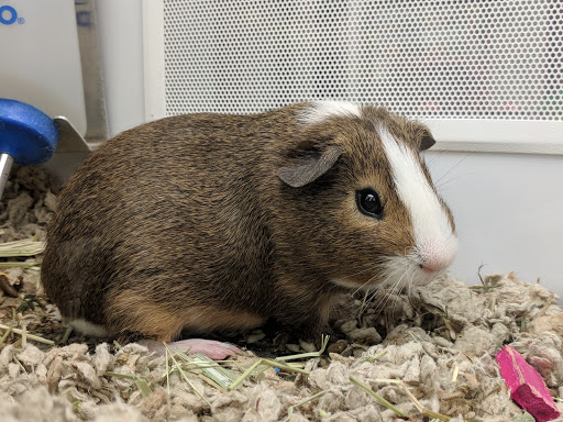 Pet Supply Store «Petco Animal Supplies», reviews and photos, 70 Trinity Point Dr, Washington, PA 15301, USA