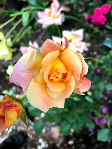 Garden Center «Stonewall Garden Center», reviews and photos, 4675 PA-447, Canadensis, PA 18325, USA