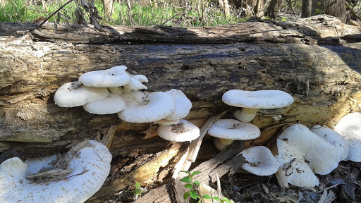 Nature Preserve «Rowlett Creek Preserve», reviews and photos, 2525 Castle Dr, Garland, TX 75040, USA