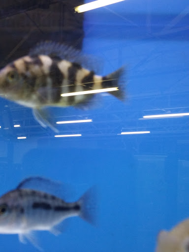 Pet Store «The Pet Zone», reviews and photos, 20 W Oak St, Pittston, PA 18640, USA