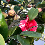 Photo n°1 de l'avis de marilena.a fait le 22/01/2020 à 22:17 sur le  Restaurante Cristina à Valença