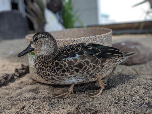 Aquarium «South Carolina Aquarium», reviews and photos, 100 Aquarium Wharf, Charleston, SC 29401, USA