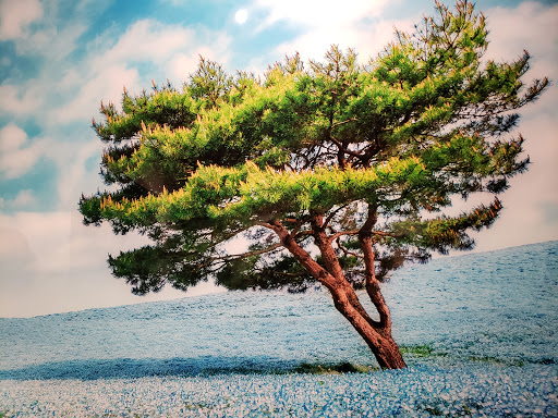 Art Gallery «National Geographic | Fine Art Galleries», reviews and photos, 607 E Las Olas Blvd, Fort Lauderdale, FL 33301, USA