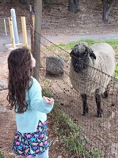 Sheep shearer Vallejo