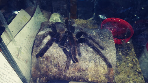 Pet Store «Fin & Feather of Ashland», reviews and photos, 307 S Center St, Ashland, VA 23005, USA