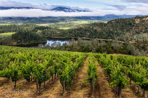 Vineyard «Viader Vineyards & Winery», reviews and photos, 1120 Deer Park Rd, Deer Park, CA 94576, USA