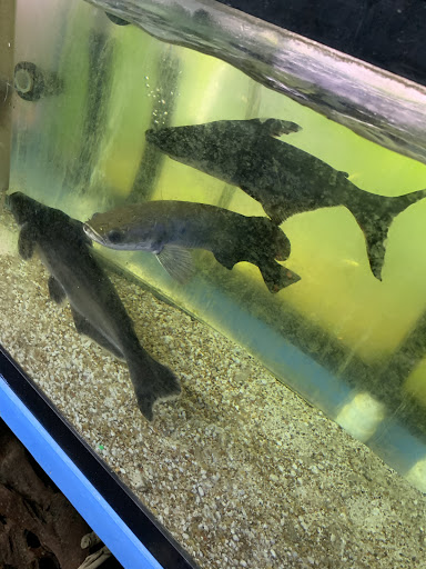 Tropical Fish Store «KHC Aquarium», reviews and photos, 150-1 Northern Blvd, Flushing, NY 11354, USA