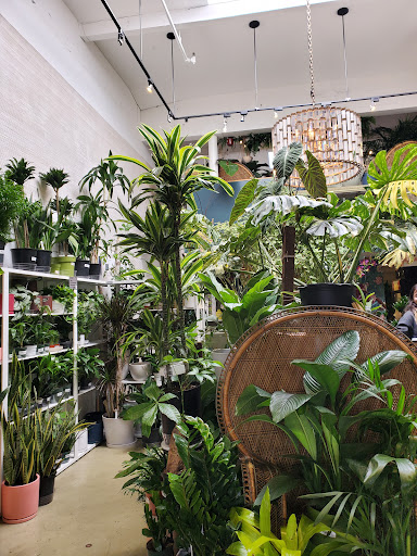 Paraso Plant Studio image