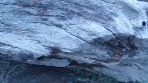 Park «California Crossing Park», reviews and photos, 5198 Riverside Dr, Irving, TX 75039, USA