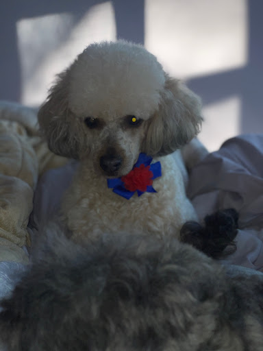 Pet Supply Store «Animal House Grooming & Quality», reviews and photos, 229 W Absecon Blvd, Absecon, NJ 08201, USA