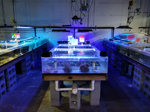 Tropical Fish Store «The Fish Store», reviews and photos, 2050 Chamblee Tucker Rd, Chamblee, GA 30341, USA
