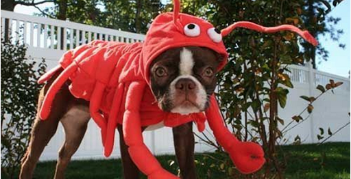 100660 Overseas Hwy, Key Largo, FL 33037, USA