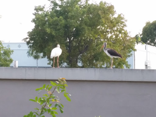 Hardware Store «Orchard Supply Hardware», reviews and photos, 2871 N Federal Hwy, Fort Lauderdale, FL 33306, USA