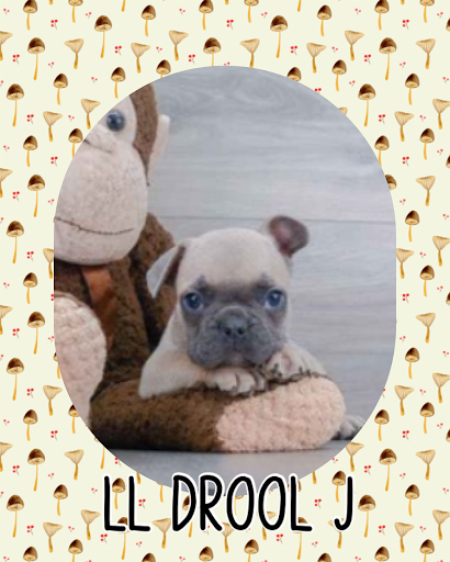 Pet Store «Pet Express», reviews and photos, 100 Independence Way, Danvers, MA 01923, USA