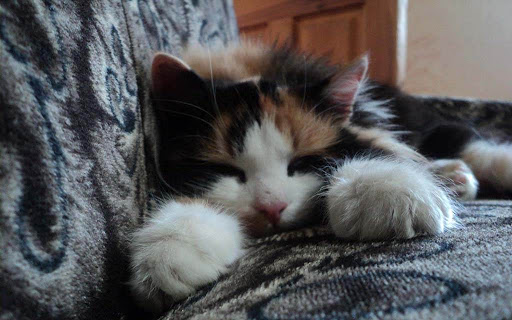 Shoe Store «Footprints Fashion & Footwear», reviews and photos, 79 Costello Rd, Newington, CT 06111, USA