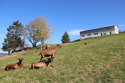 Chèvrerie du Brabant à La Bresse