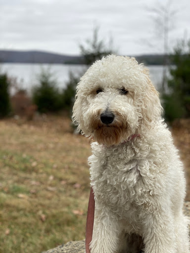 Florist «Petals & Paws», reviews and photos, 465 Albany Turnpike, Canton, CT 06019, USA