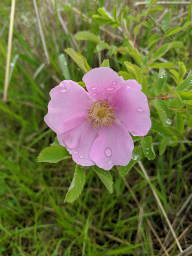 Nature Preserve «Grant Woods Forest Preserve», reviews and photos, 25405 W Monaville Rd, Ingleside, IL 60041, USA