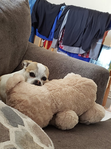 Pet Store «Rockstar Pets», reviews and photos, 215 N Main St, Tooele, UT 84074, USA