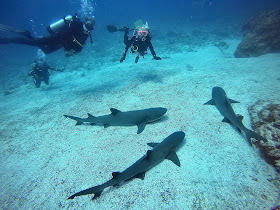 Eagleray Tours Galapagos Diving