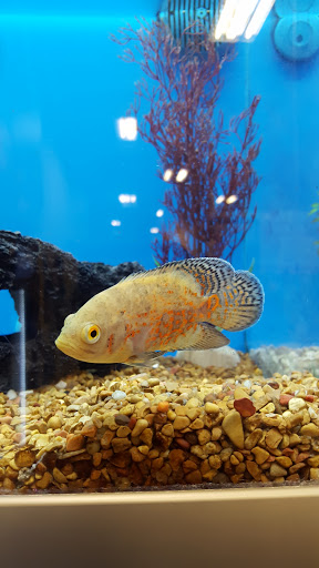 Pet Supply Store «PetSmart», reviews and photos, 300 Water Loop Ln, Collegeville, PA 19426, USA