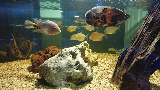 Pet Store «Lebanon Pet & Aquarium Center», reviews and photos, 196 S Main St, West Lebanon, NH 03784, USA
