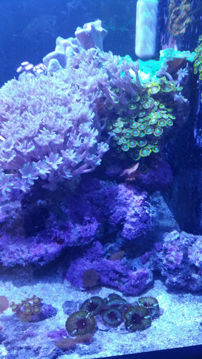 Tropical Fish Store «Aquatic Treasures», reviews and photos, 2533-A Vandalia St, Collinsville, IL 62234, USA