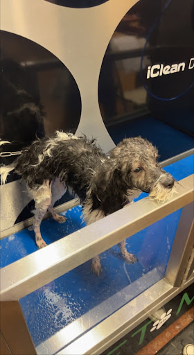 Pet Store «Choice Pet Market», reviews and photos, 20028 N 67th Ave, Glendale, AZ 85308, USA