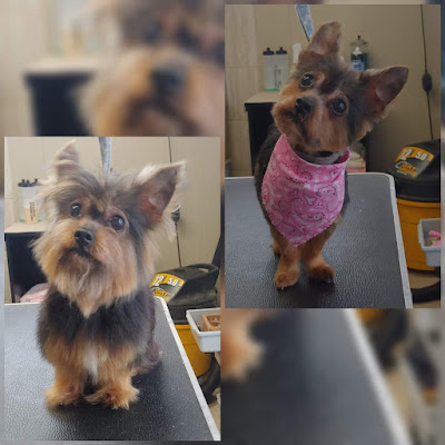 Ruff Cuts Pet Grooming by Nathalie