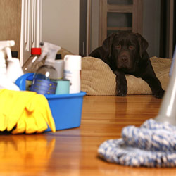 Affordable Clean Team - House cleaning service