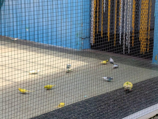 Amusement Park «Gatorland», reviews and photos, 14501 S Orange Blossom Trail, Orlando, FL 32837, USA