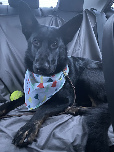 Pet Supply Store «PetSmart», reviews and photos, 9342 WI-16, Onalaska, WI 54650, USA